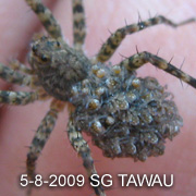Pardosa birmanica