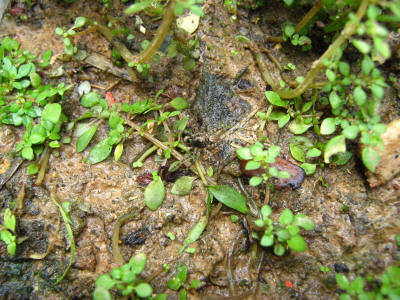 GROUND WOLF SPIDER