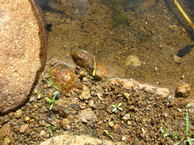 POND WOLF SPIDER