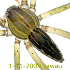 Lycosidae TAWAU new species
