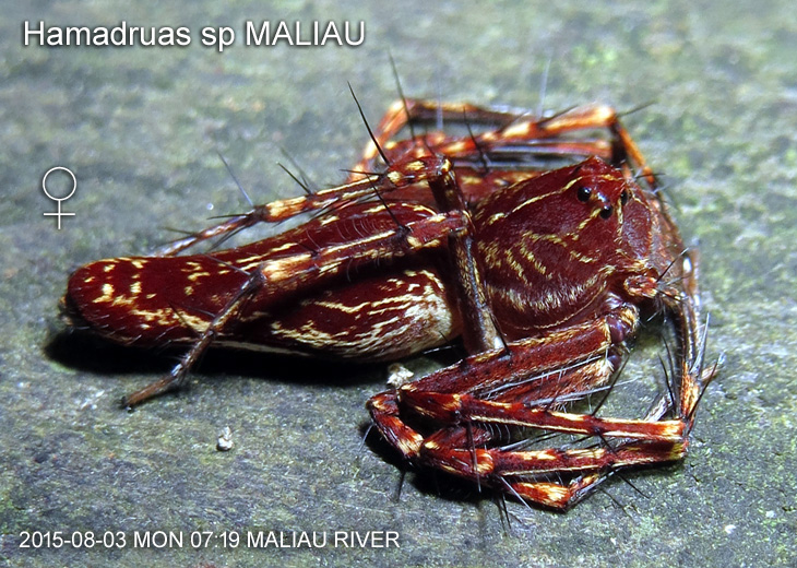 Hamadruas sp MALIAU
