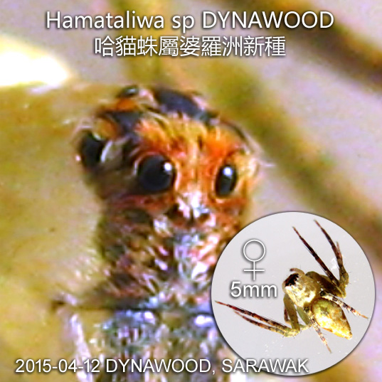 Hamataliwa sp DYNAWOOD 哈貓蛛屬婆羅洲新種, a new record named after Dynawood Resort at Sematan beach in Sarawak.