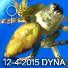 Oxyopes sp DYNAWOOD