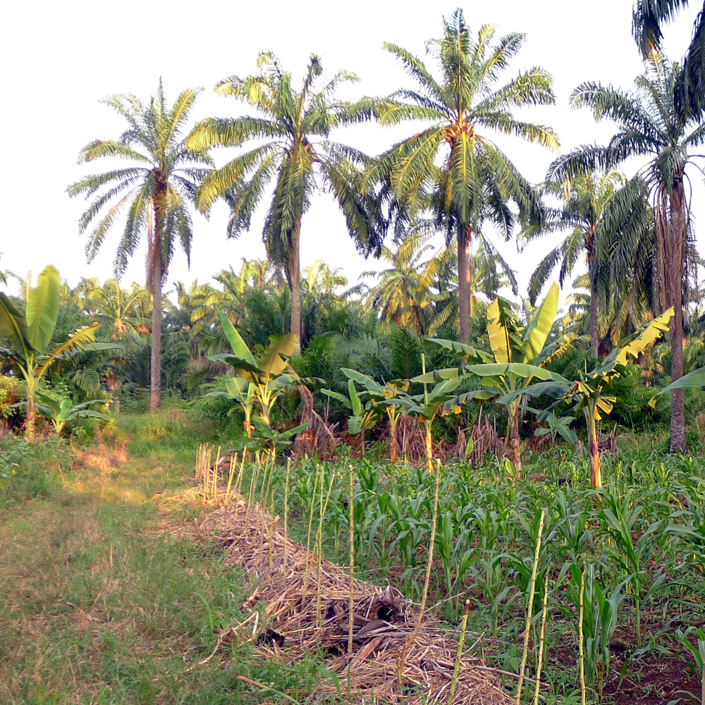 Vegetable farm in Semarak
