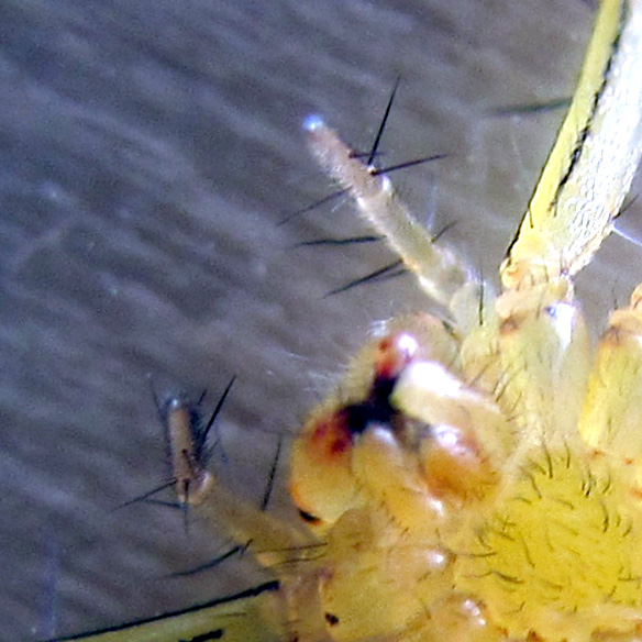 Ventral View of ♀ Pedipalps