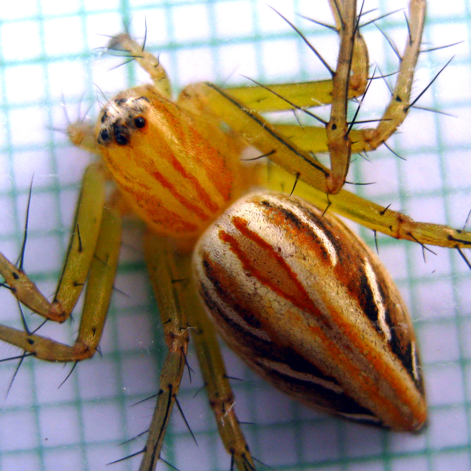 ♀10mm