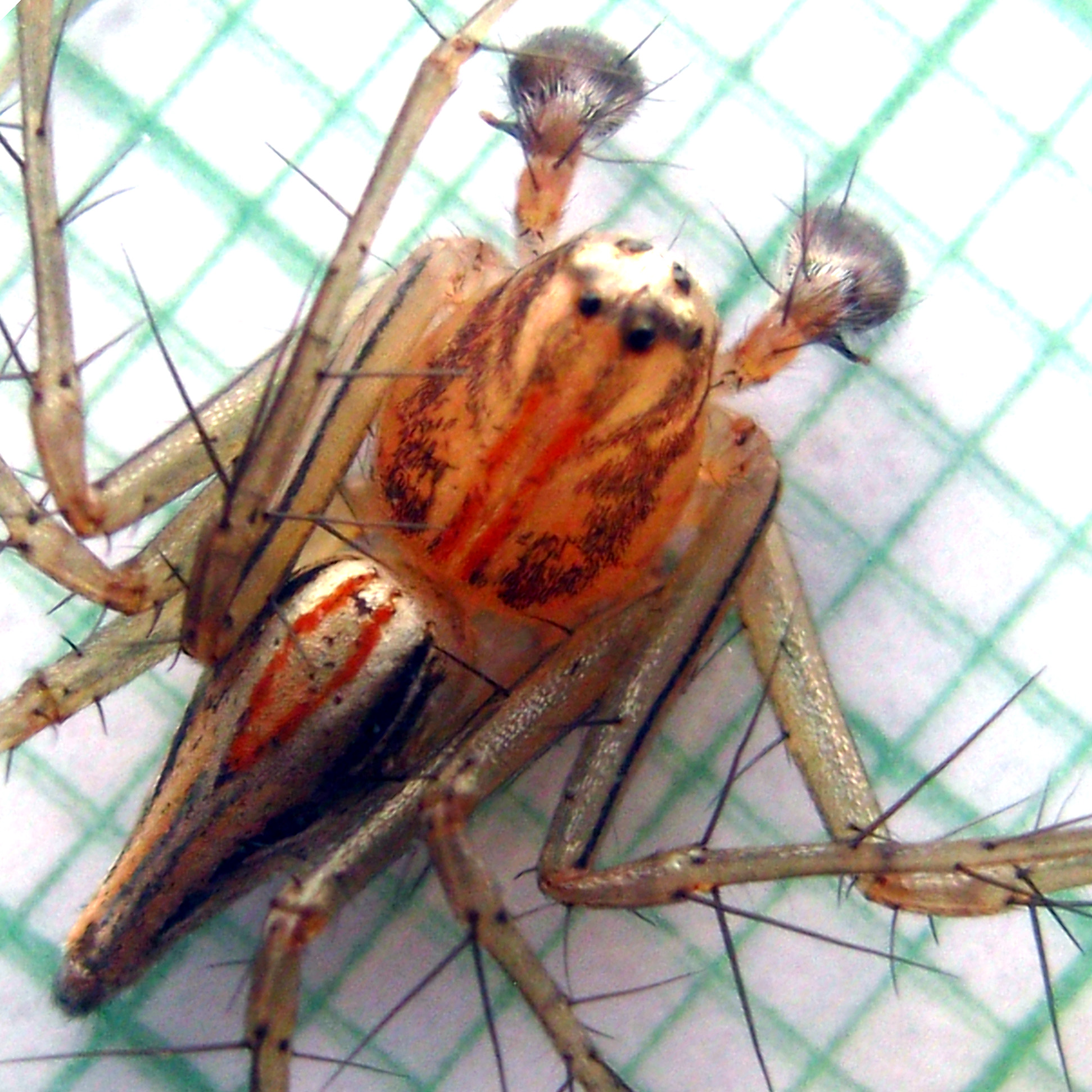 ♂7mm