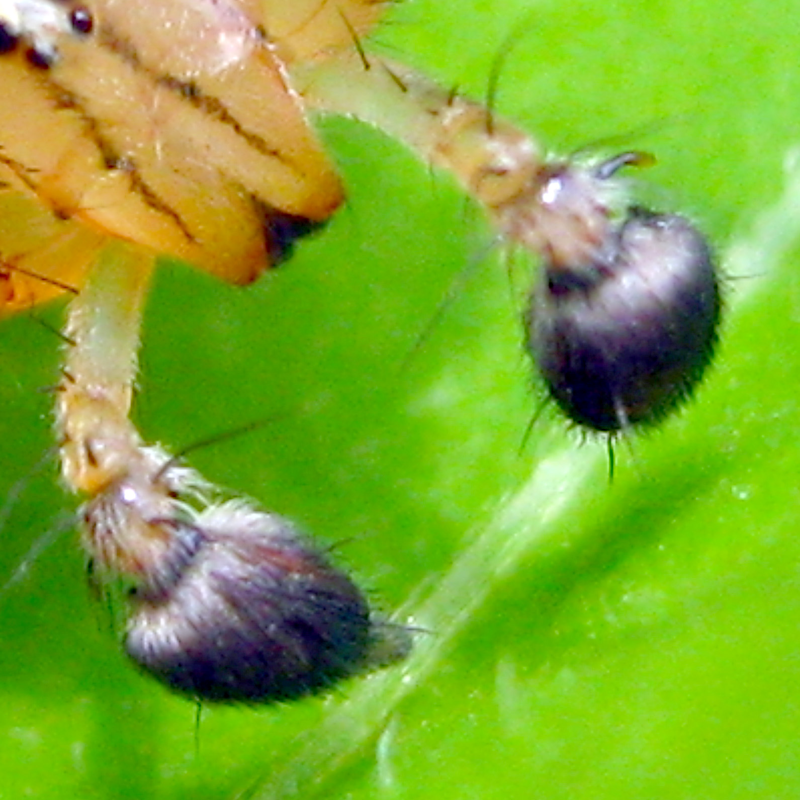 Dorsal View of ♂ Pedipalps
