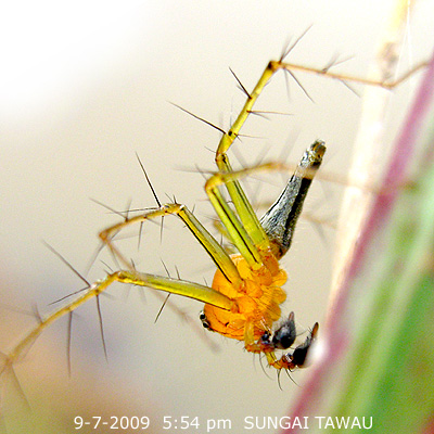 Male Pedipalps