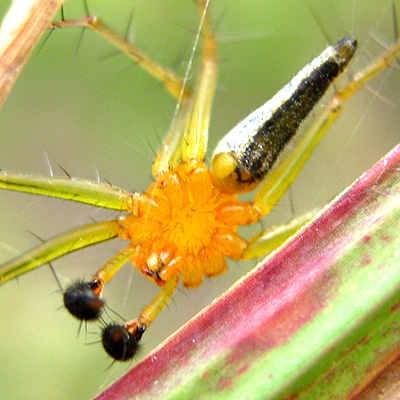 Lynx Spiders can be found on trees or grasses, usually on the top of the plants. They are active in day time hunting small insects. They have a long body and long thin legs with long spines. 