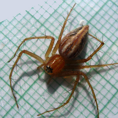 Oxyopes sp SG TAWAU #2