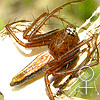Oxyopes sp SEMARAK