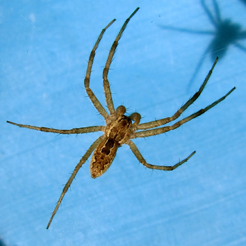 Dorsal View Dendrolycosa icadia (L. Koch, 1876)