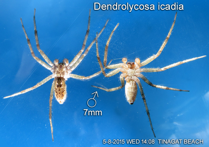 Dendrolycosa icadia