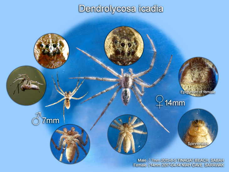 Dendrolycosa icadia