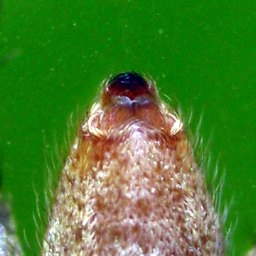 Spinnerets Dendrolycosa icadia