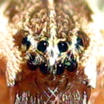 Eyes Dendrolycosa icadia