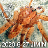 Dendrolycosa sp JIMIN
