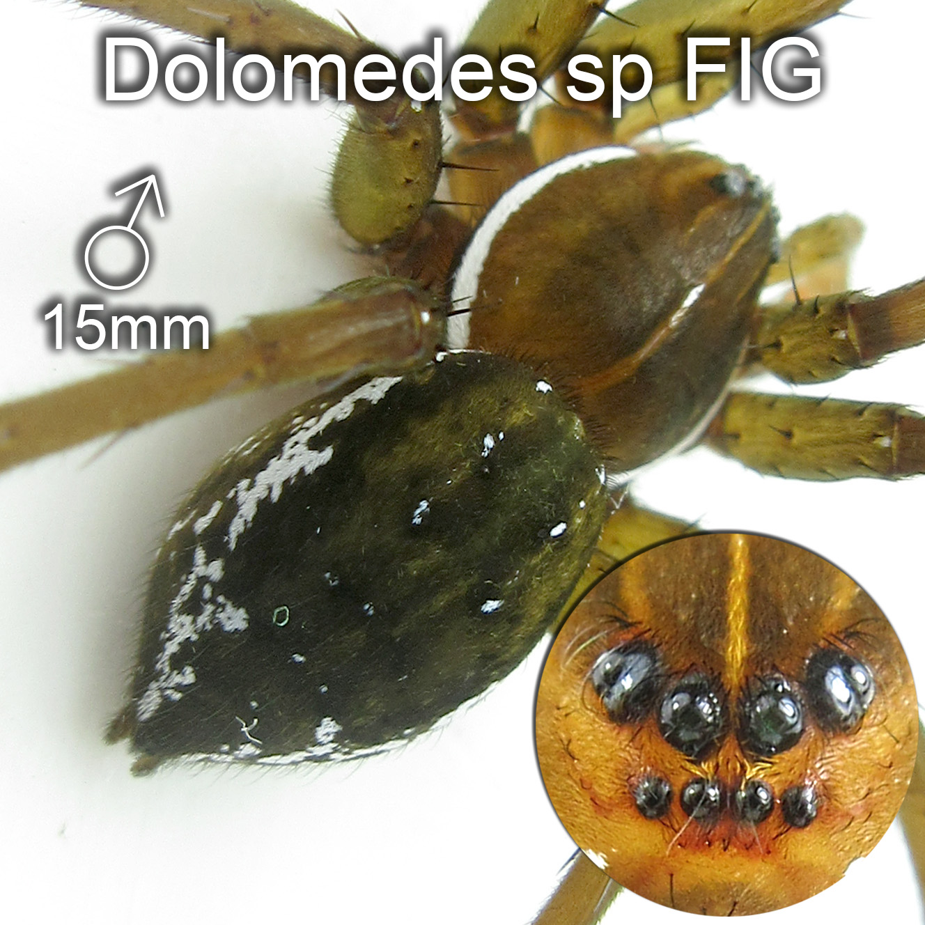 Dolomedes sp FIG ♂15mm