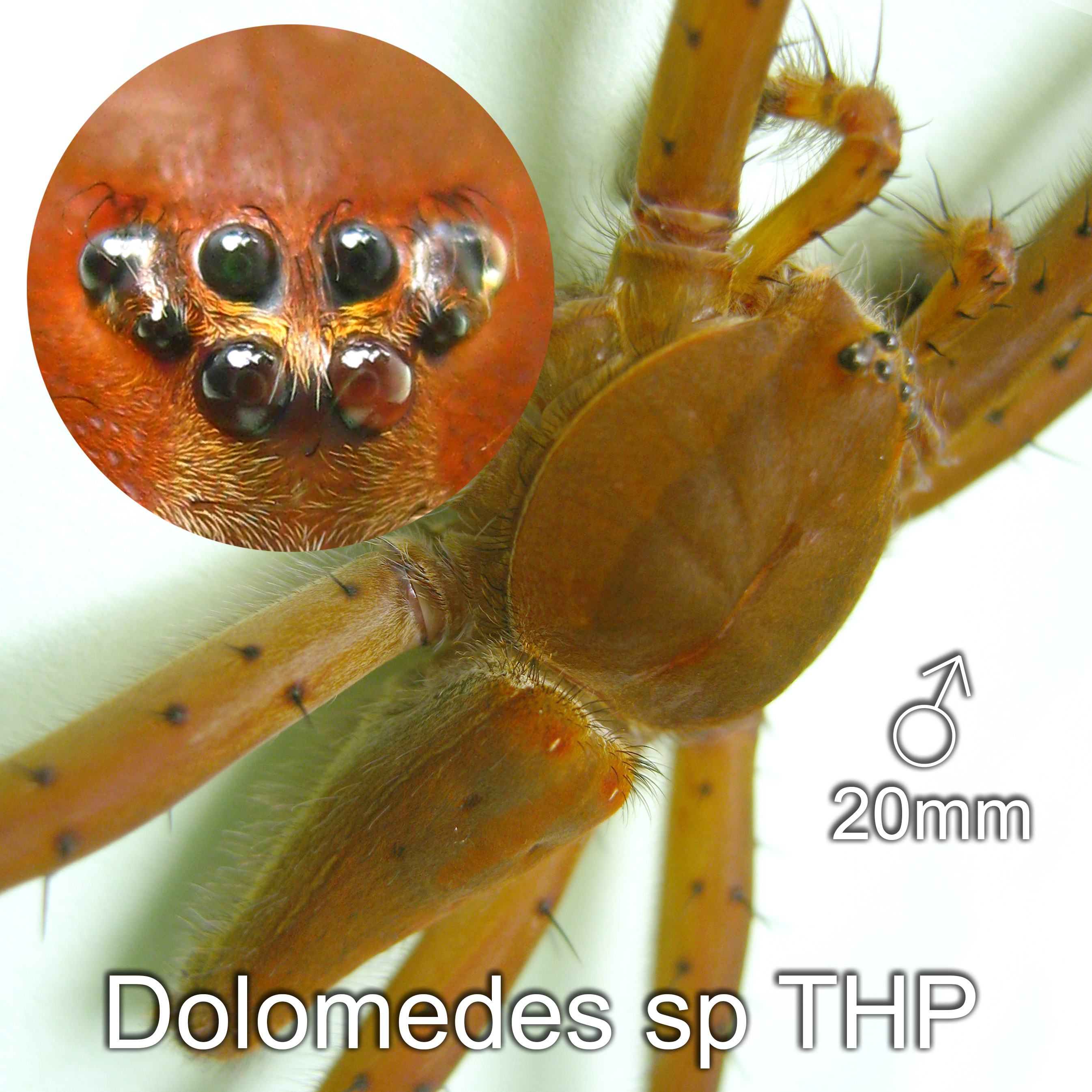 Dolomedes sp THP ♂ 20mm
