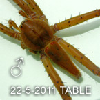 Hygropoda TABLE 