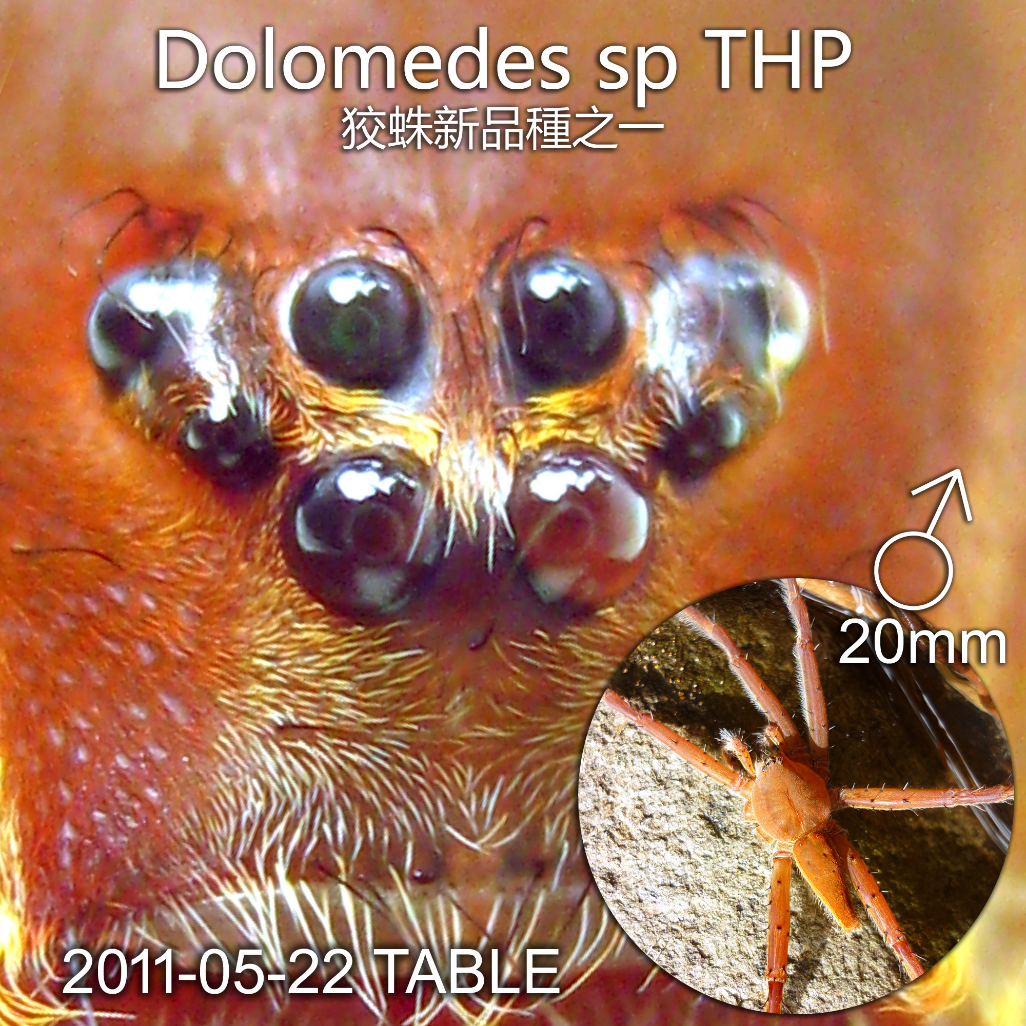 Dolomedes sulfureus 黃褐狡蛛