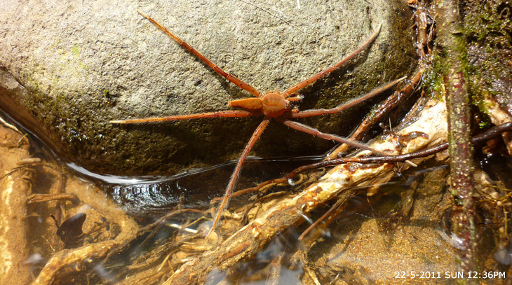 Spider that live near water