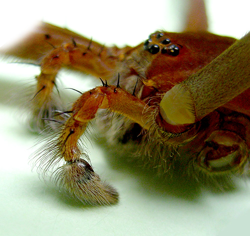 This is a male spider