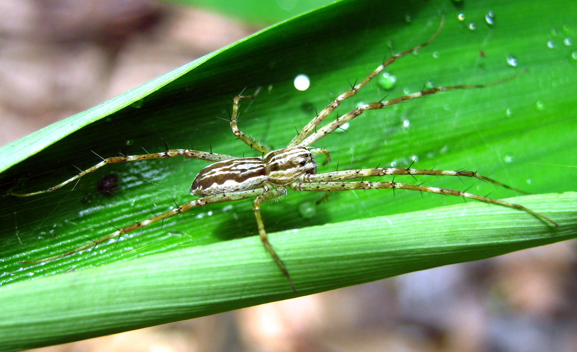 Hygropoda higenaga 長肢潮盜蛛