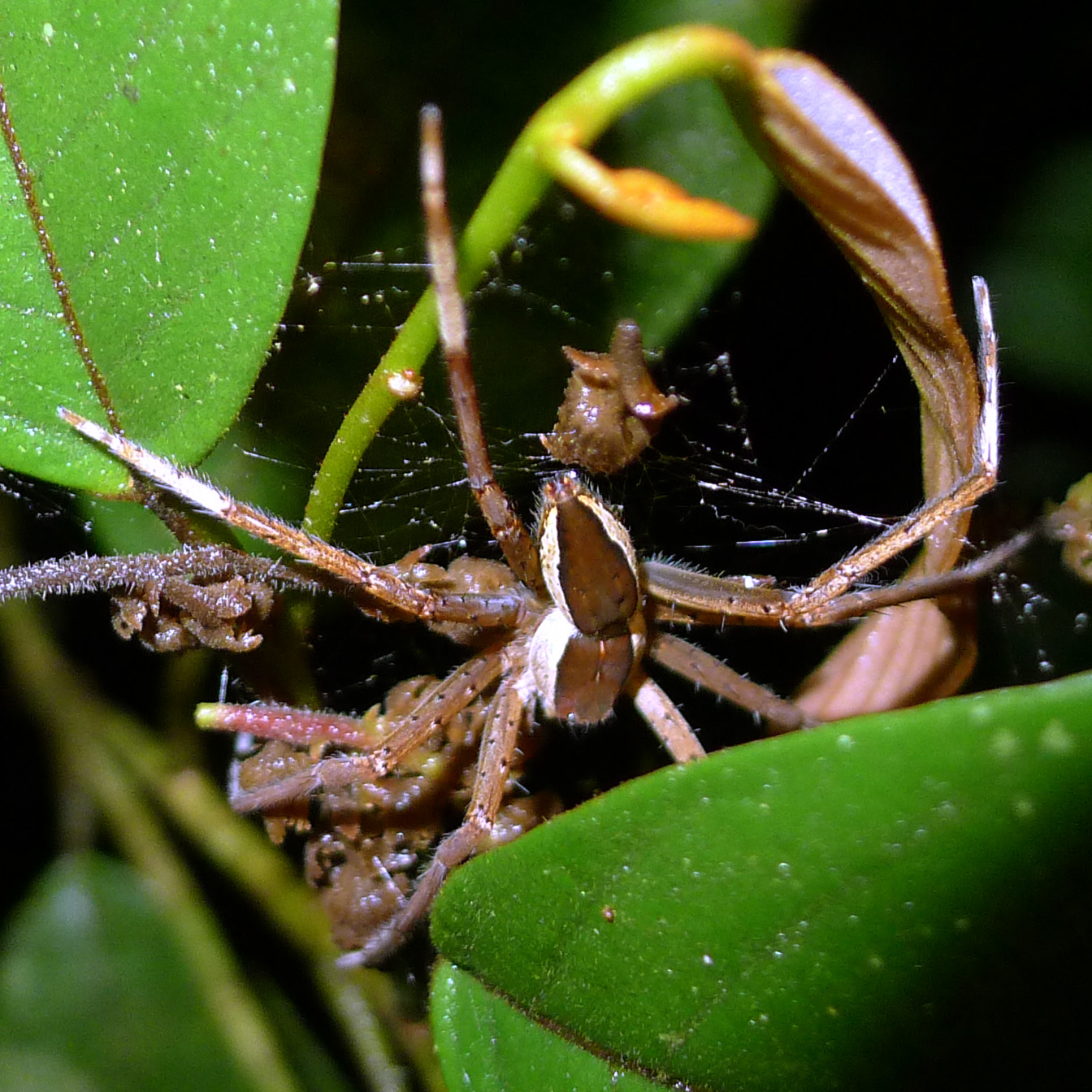 Nilus albocinctus