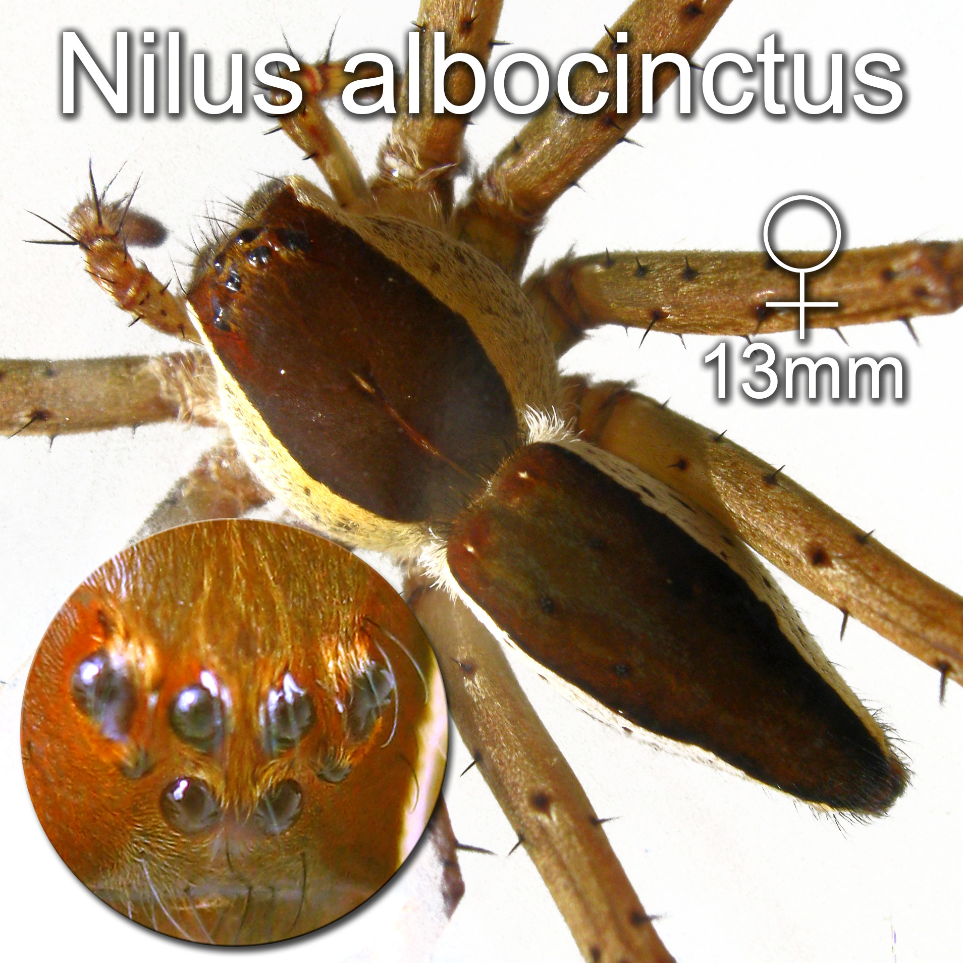 Nilus albocinctus ♀ 13mm