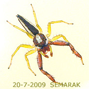 Phintella versicolor&nbsp;