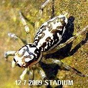 Phintella versicolor&nbsp; 