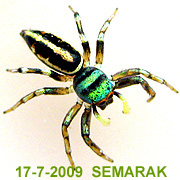 Silerella sp SEMARAK