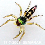 Cosmophasis umbratica