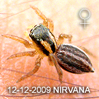 Phlegra NIRVANA