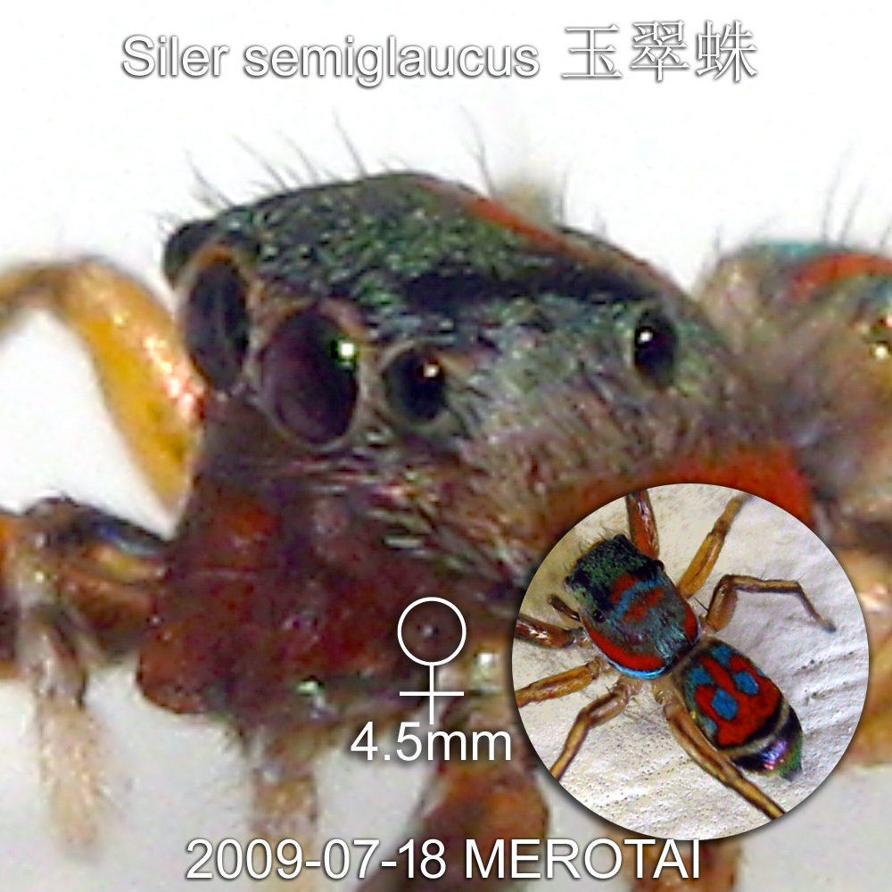 Eyes of a female Siler semiglaucus of Borneo.
