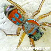 Siler cupreus