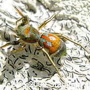 Siler cupreus