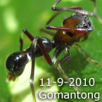 Myrmarachne Gomantong