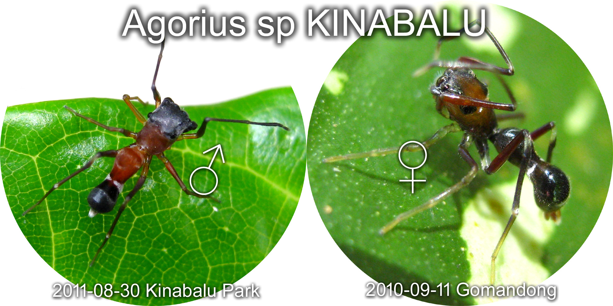 Agorius species