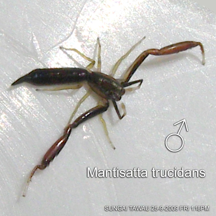 Mantisatta species