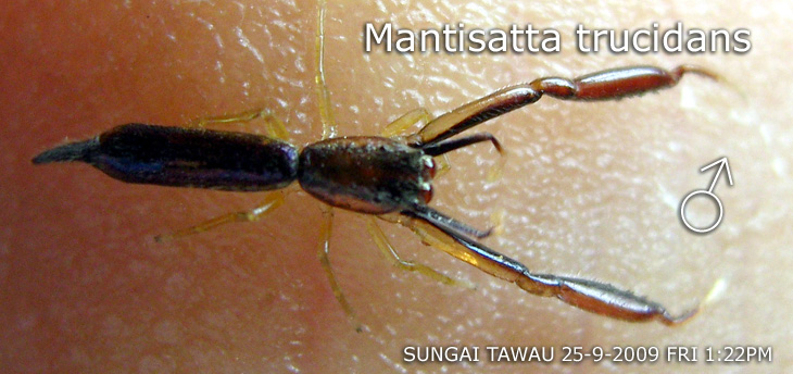 Mantisatta trucidans