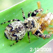 Rhene albigera (C.L.Koch,1848) 