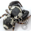 Rhene flavigera
