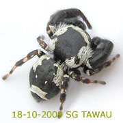 Rhene flavigera