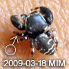 Rhene sp 2009 new species