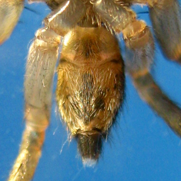 Palpelius sp WHITESTRIPE