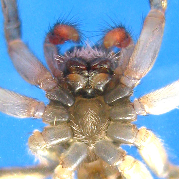 Palpelius sp WHITESTRIPE