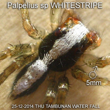 Palpelius sp WHITESTRIPE